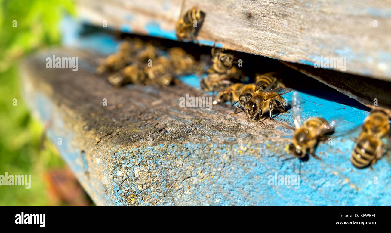 La vita delle api di lavoratore. Le api portano il miele Foto Stock