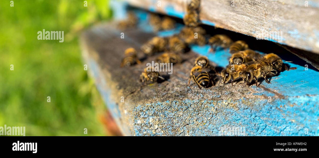 La vita delle api di lavoratore. Le api portano il miele Foto Stock