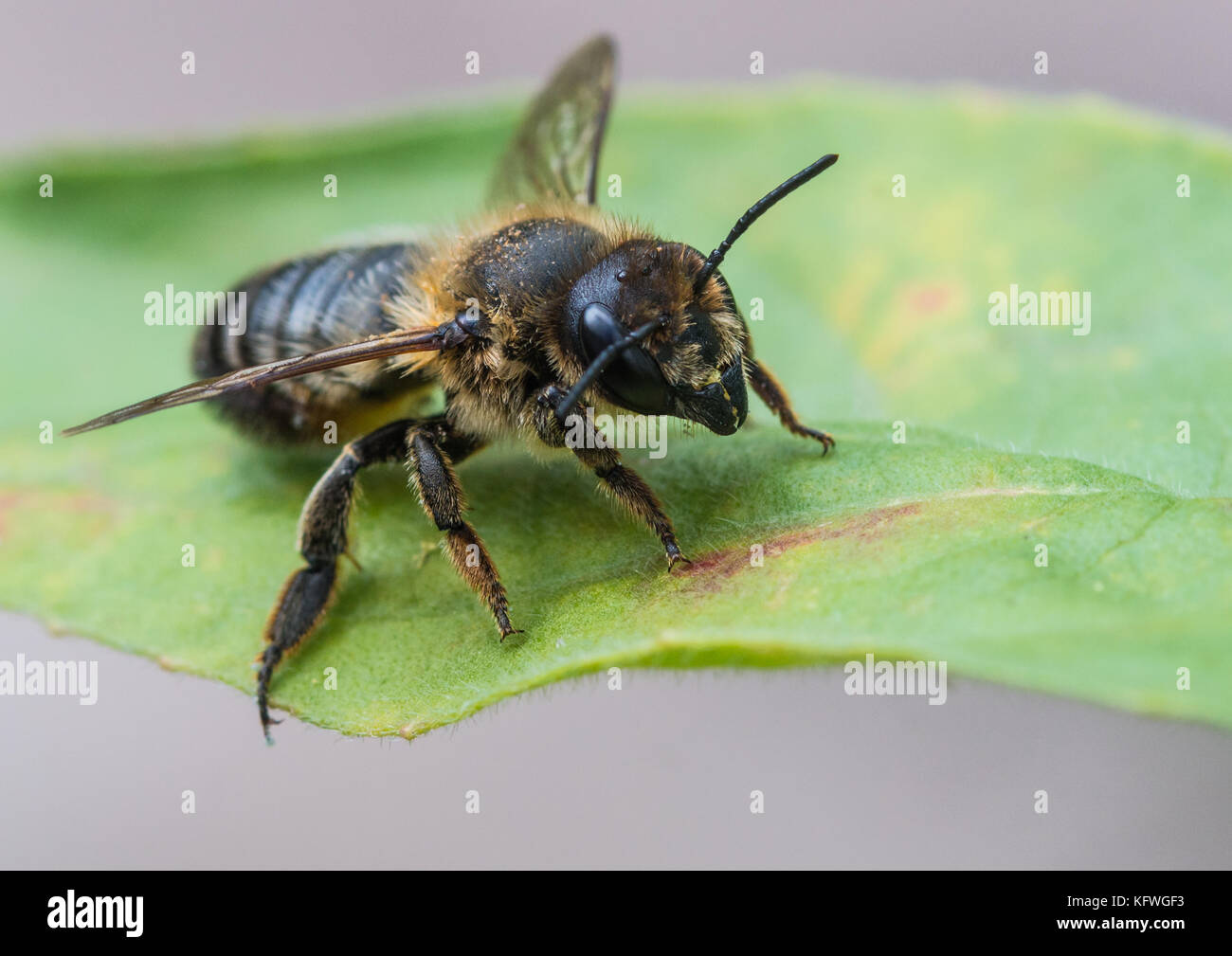 Una macro shot di una foglia Cutter Bee. Foto Stock
