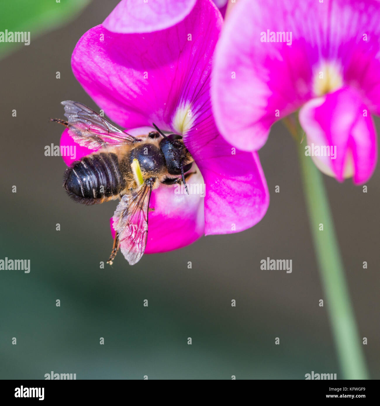 Una macro shot di una foglia Cutter Bee raccogliere il polline di un pisello dolce bloom. Foto Stock