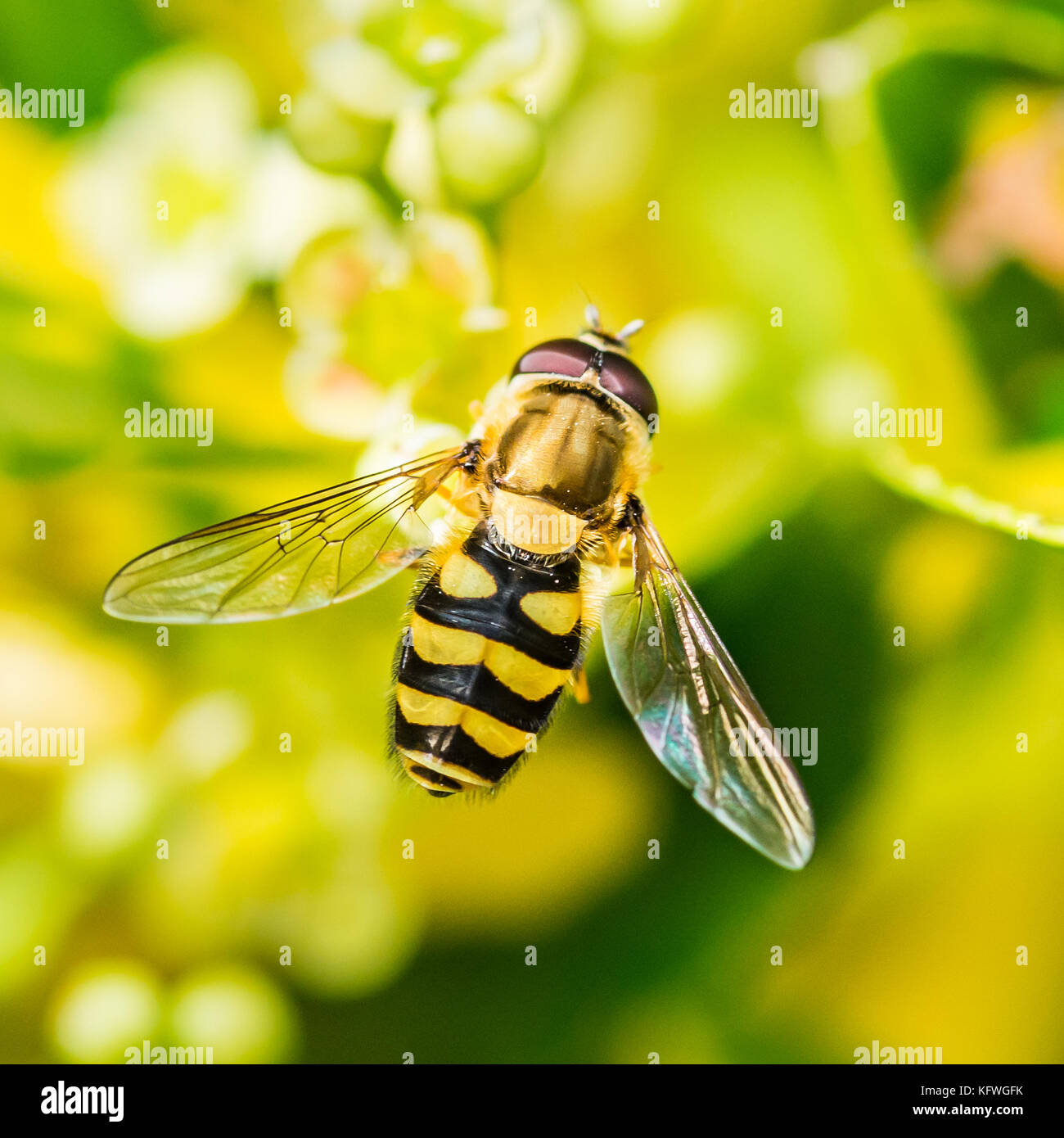 Una macro shot di una seduta hoverfly in foglie di ligustro hedge. Foto Stock