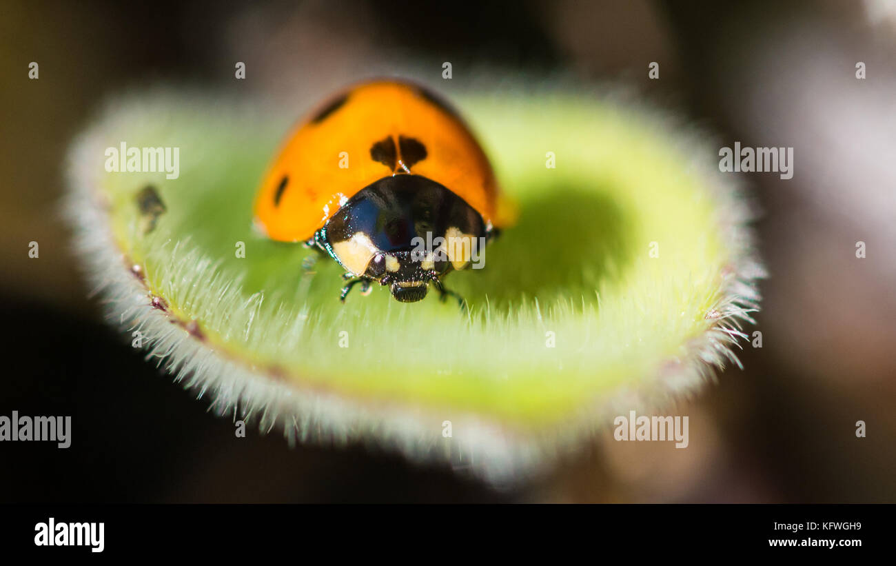 Una macro shot di sette spotted coccinella. Foto Stock