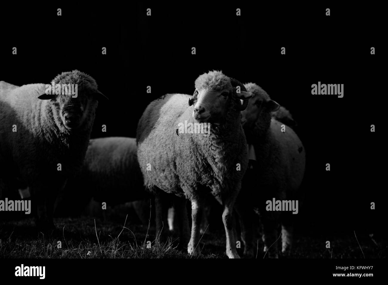 In bianco e nero di ovini Foto Stock