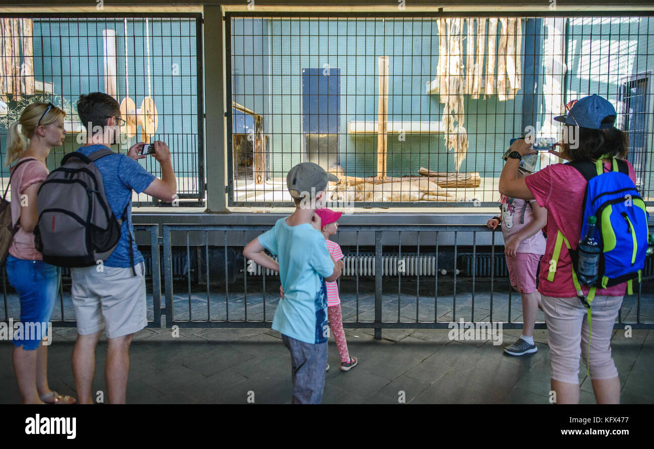 Berlino, Germania. 17 agosto 2017. I visitatori dello zoo osservano un grande gatto predatore addormentato nella casa dei predatori nel giardino zoologico di Berlino, Germania, 17 agosto 2017. Crediti: Gregor Fischer/dpa/Alamy Live News Foto Stock