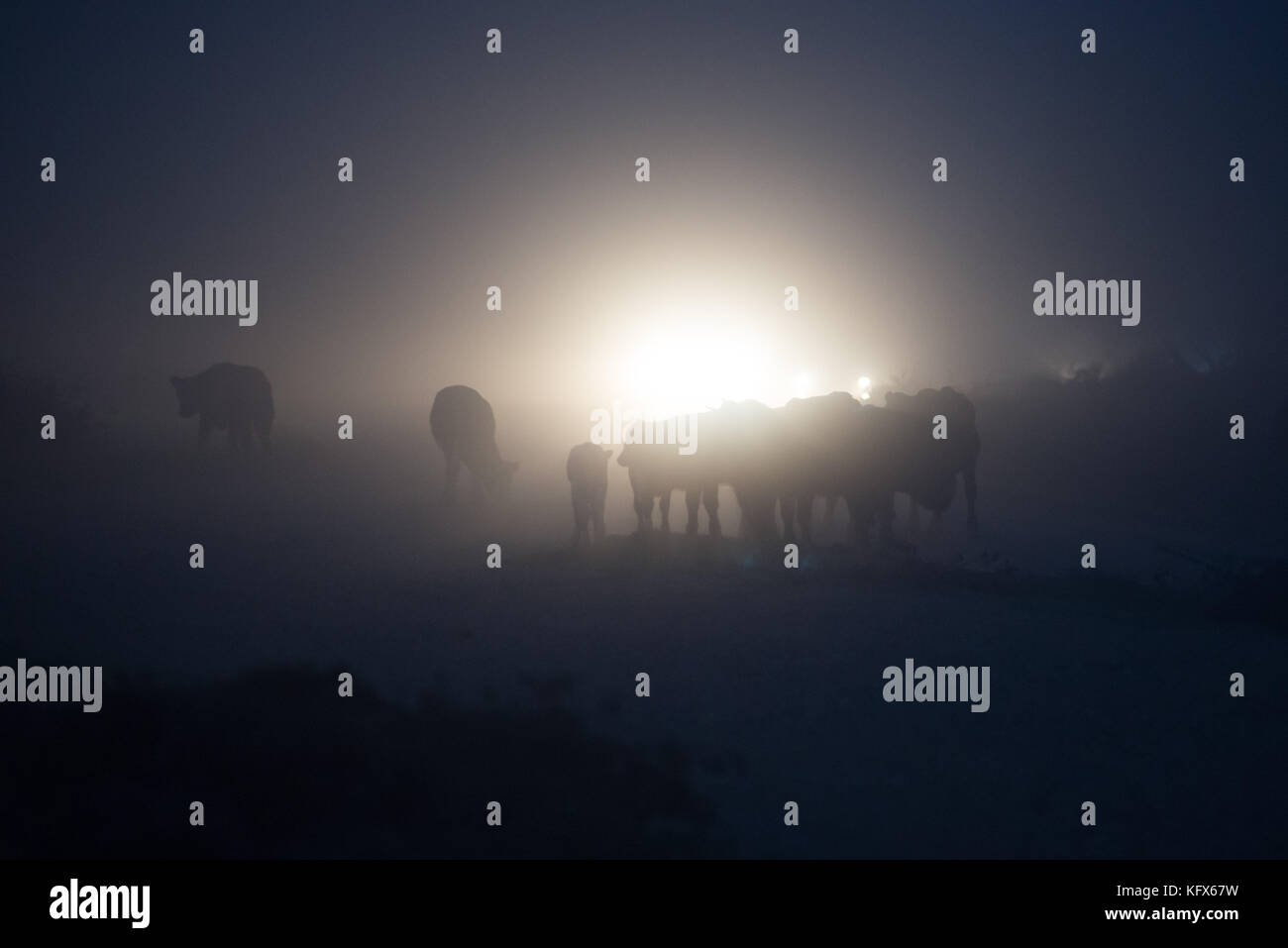 Mandria di mucche su una strada di campagna in nebbia silhouette da fari per auto. Godshill, Fordingbridge, New Forest, Hampshire, Regno Unito. 2nd Novembre 2017. UK Weather: La nebbia fitta in una mattina buia aumenta il normale rischio per i conducenti di animali sulla strada. Condizioni di guida nebbie in autunno. Foto Stock