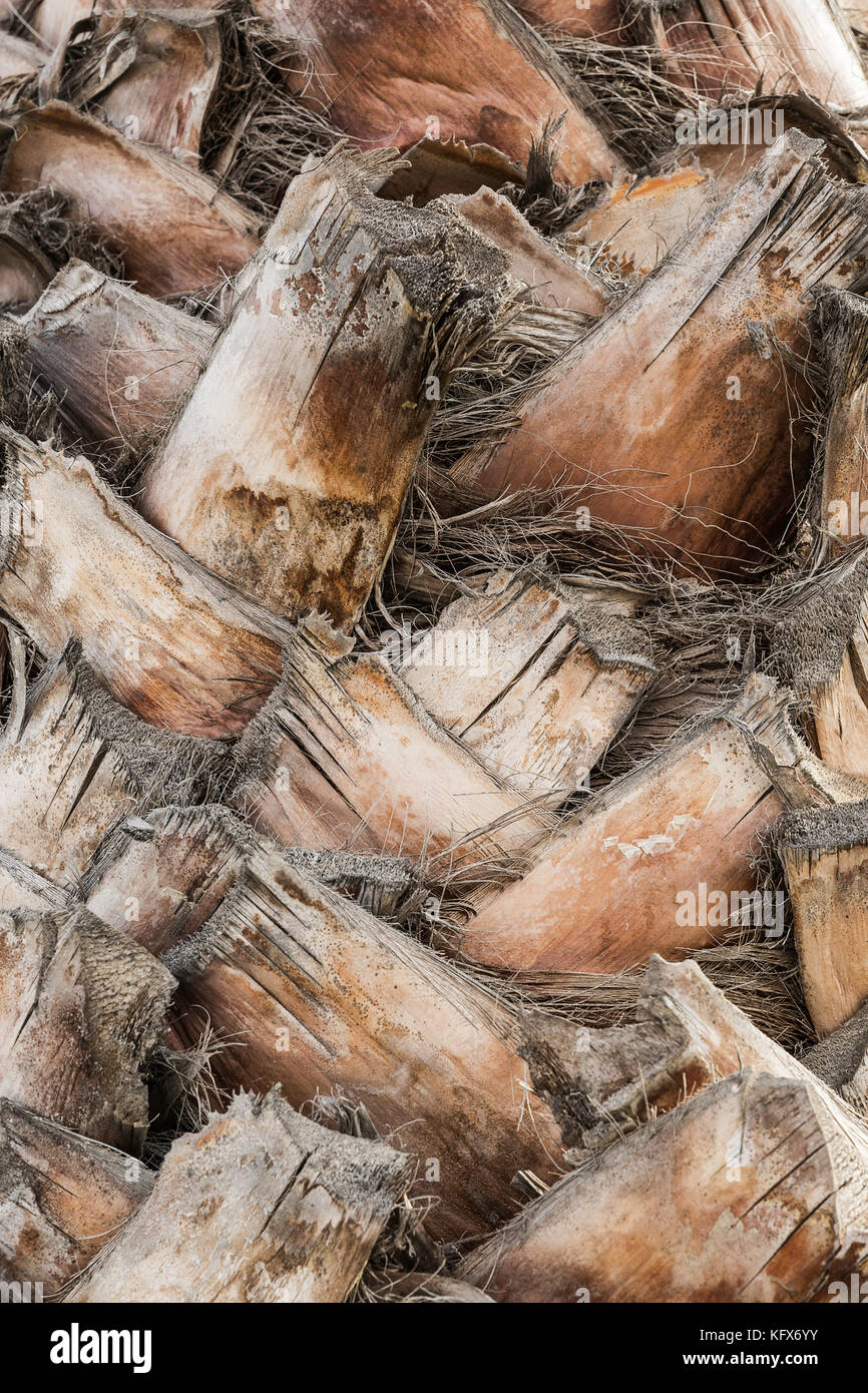 Corteccia di legno di palma con rami intrecciati Foto Stock
