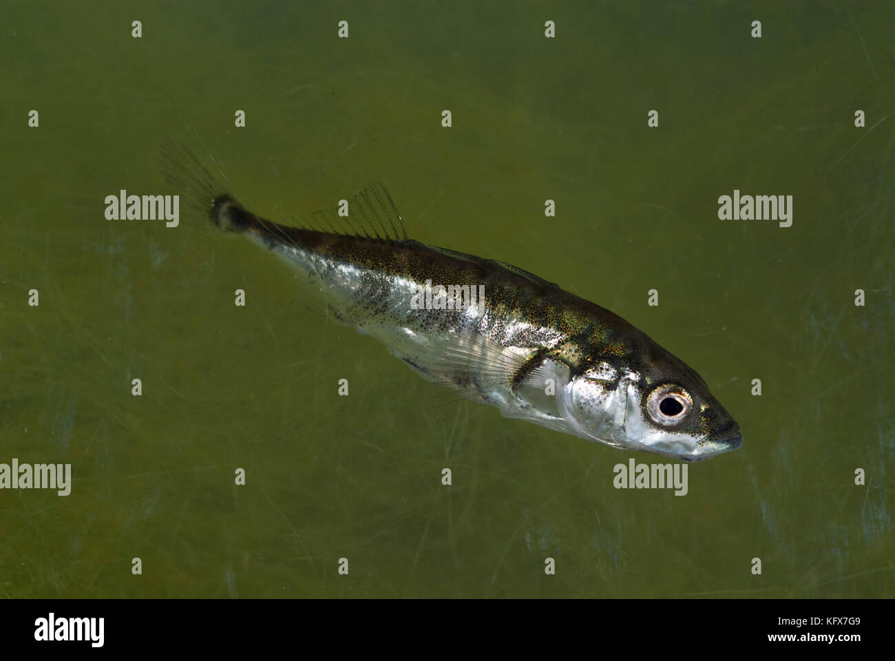 Tre spined stickleback pesce, gasterosteus aceleatus, nel flusso di acqua salmastra, Foto Stock