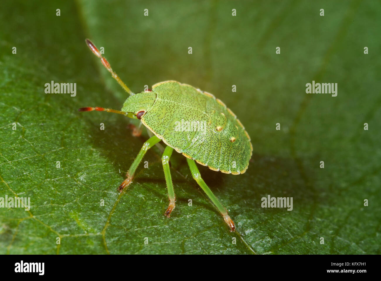 Tartaruga o scudo bug, eurygaster maura, ninfa verde, piccole, macro, carino Foto Stock