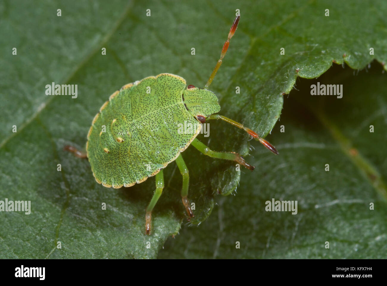 Tartaruga o scudo bug, eurygaster maura, ninfa verde, piccole, macro, carino Foto Stock