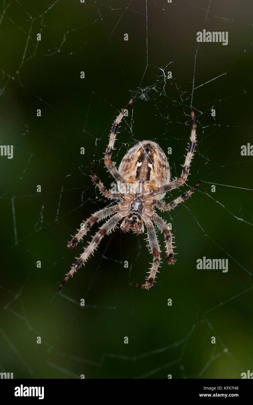 Giardino ragno sul web, araneus diadematus, al centro del web in attesa di preda, femmina, Foto Stock