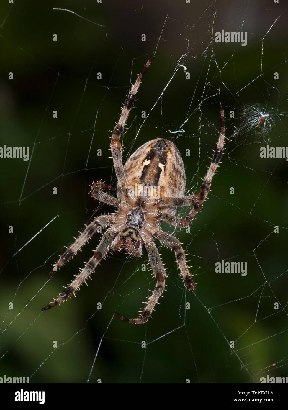 Giardino ragno sul web, araneus diadematus, al centro del web in attesa di preda, femmina, parte inferiore Foto Stock