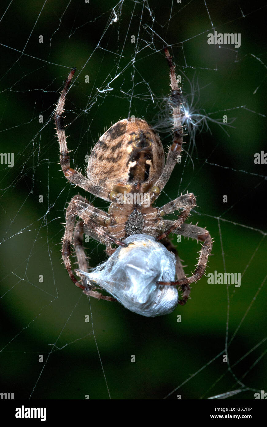 Giardino spider, araneus diadematus, sul web cocooning preda vittima, con fili di seta, catturati, predation, predator Foto Stock
