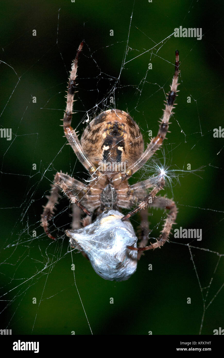 Giardino spider, araneus diadematus, sul web cocooning preda vittima, con fili di seta, catturati, predation, predator Foto Stock