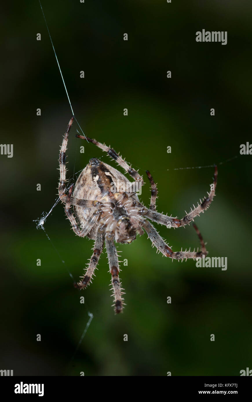 Giardino ragno sul web, araneus diadematus, al centro del web in attesa di preda, femmina, Foto Stock
