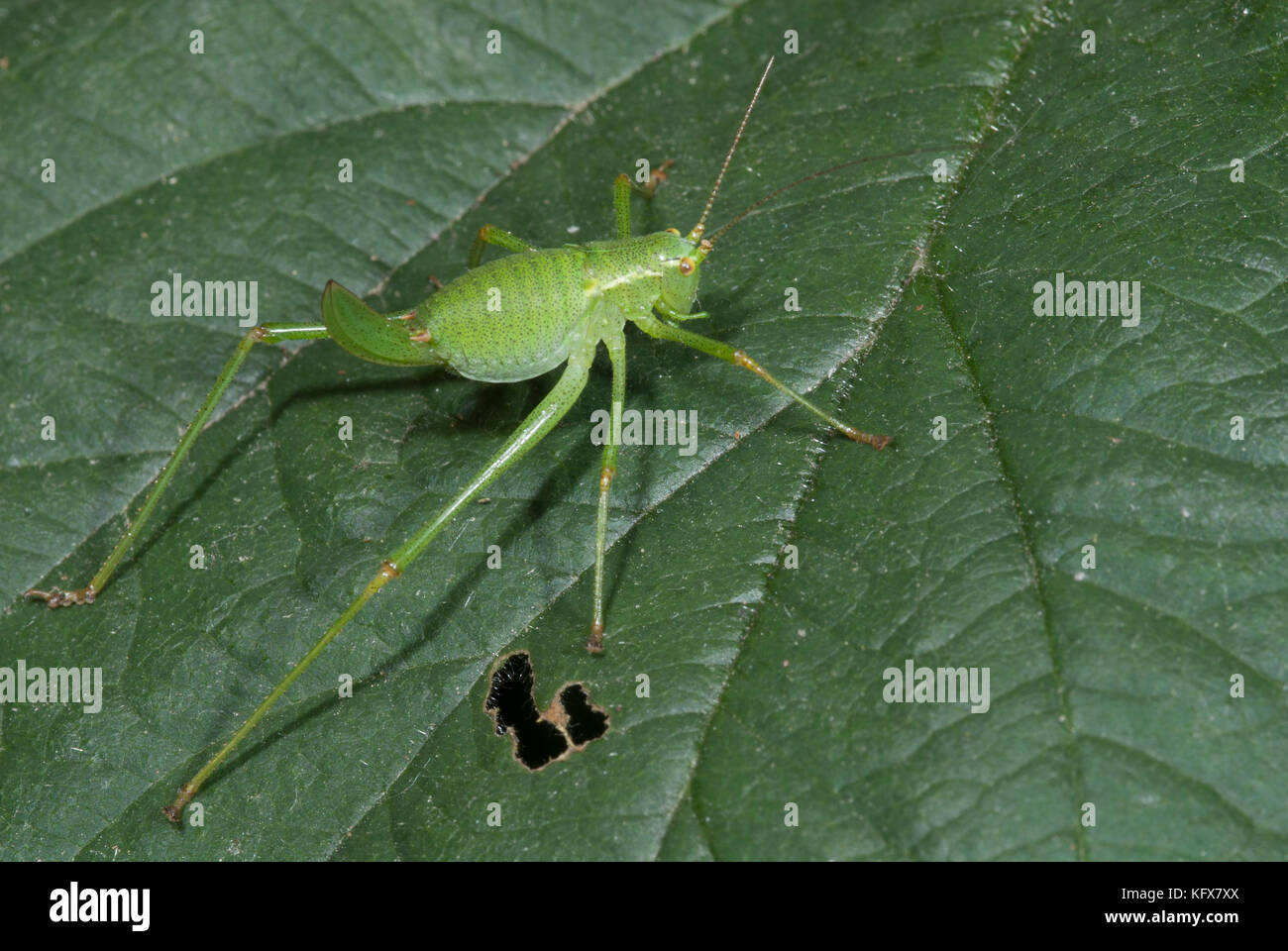 Chiazzato bush cricket, leptophyes puctatissima, su foglie in giardino, lungo il forte schiena gambe per salto, jumping Foto Stock