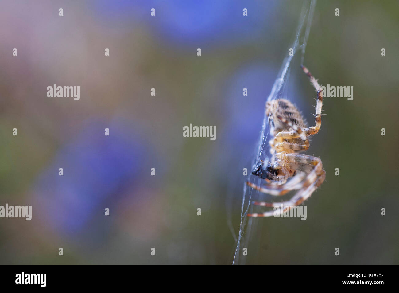 Giardino ragno sul web, araneus diadematus, al centro del web in attesa di preda,abstract, laterale, colorato Foto Stock
