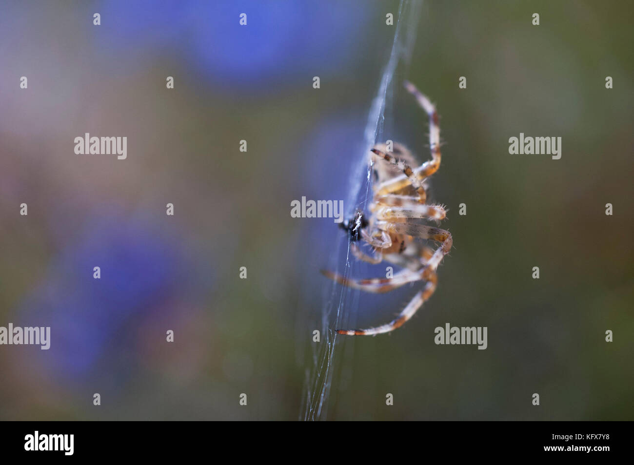 Giardino ragno sul web, araneus diadematus, al centro del web in attesa di preda,abstract, laterale, colorato Foto Stock