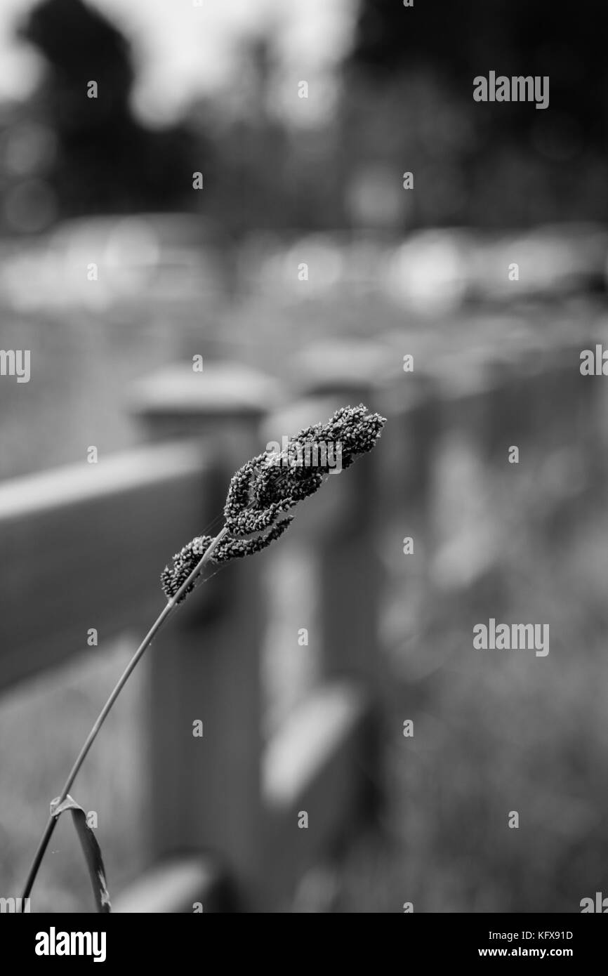 Solo la germogliazione Foto Stock