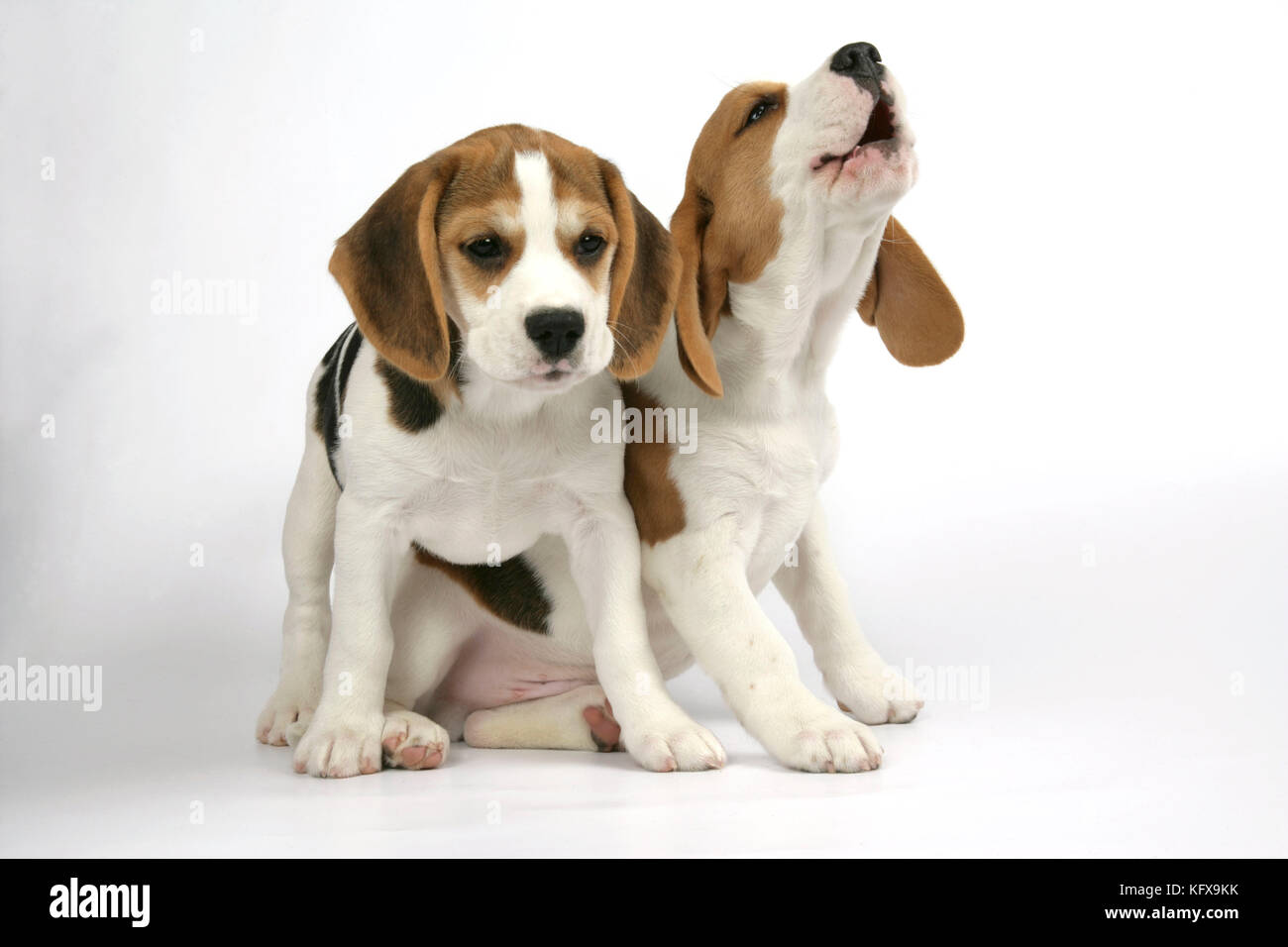 Cane - Beagle Puppies seduto, uno urlando. Foto Stock