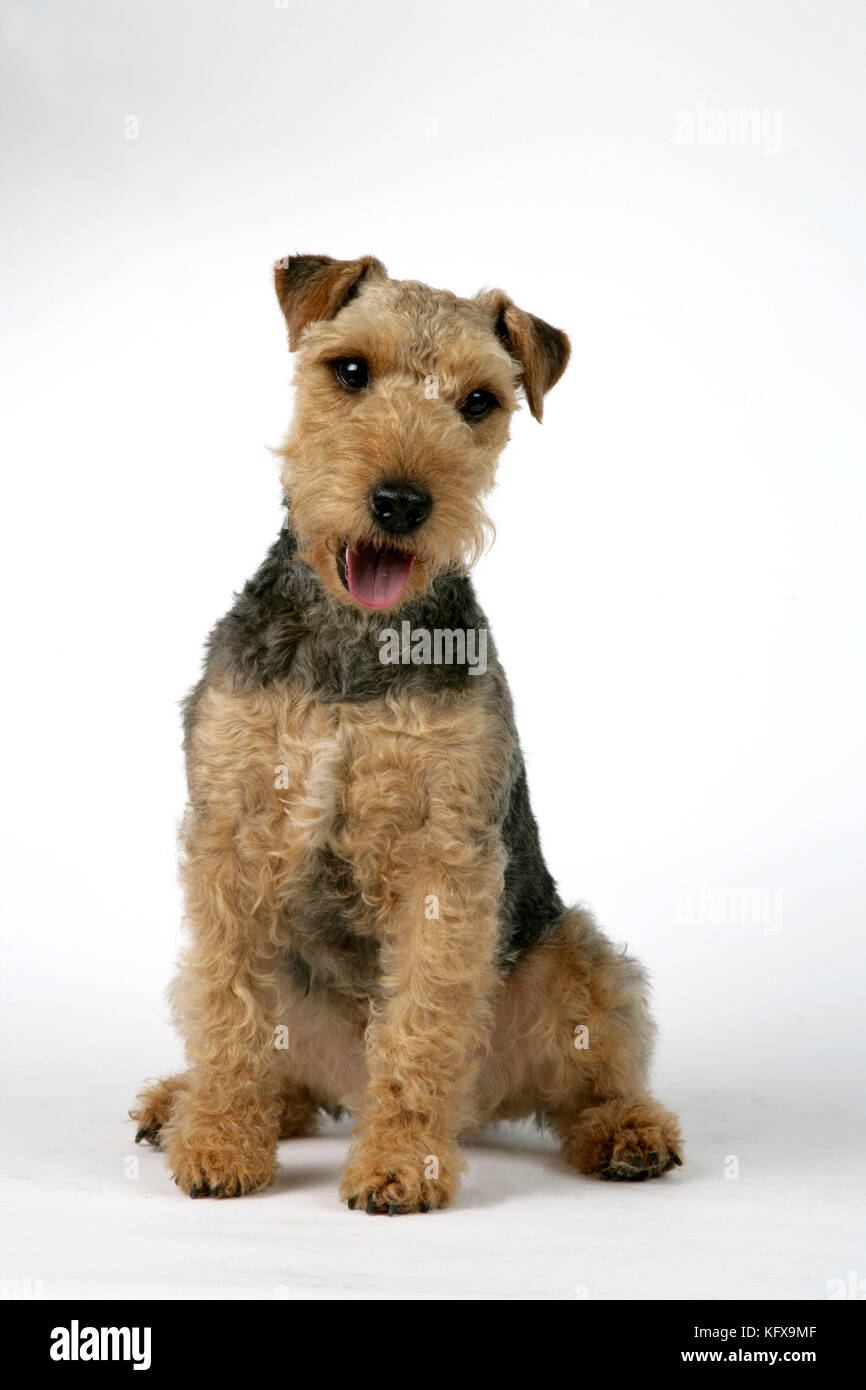 Cane - Lakeland Terrier con bocca aperta Foto Stock