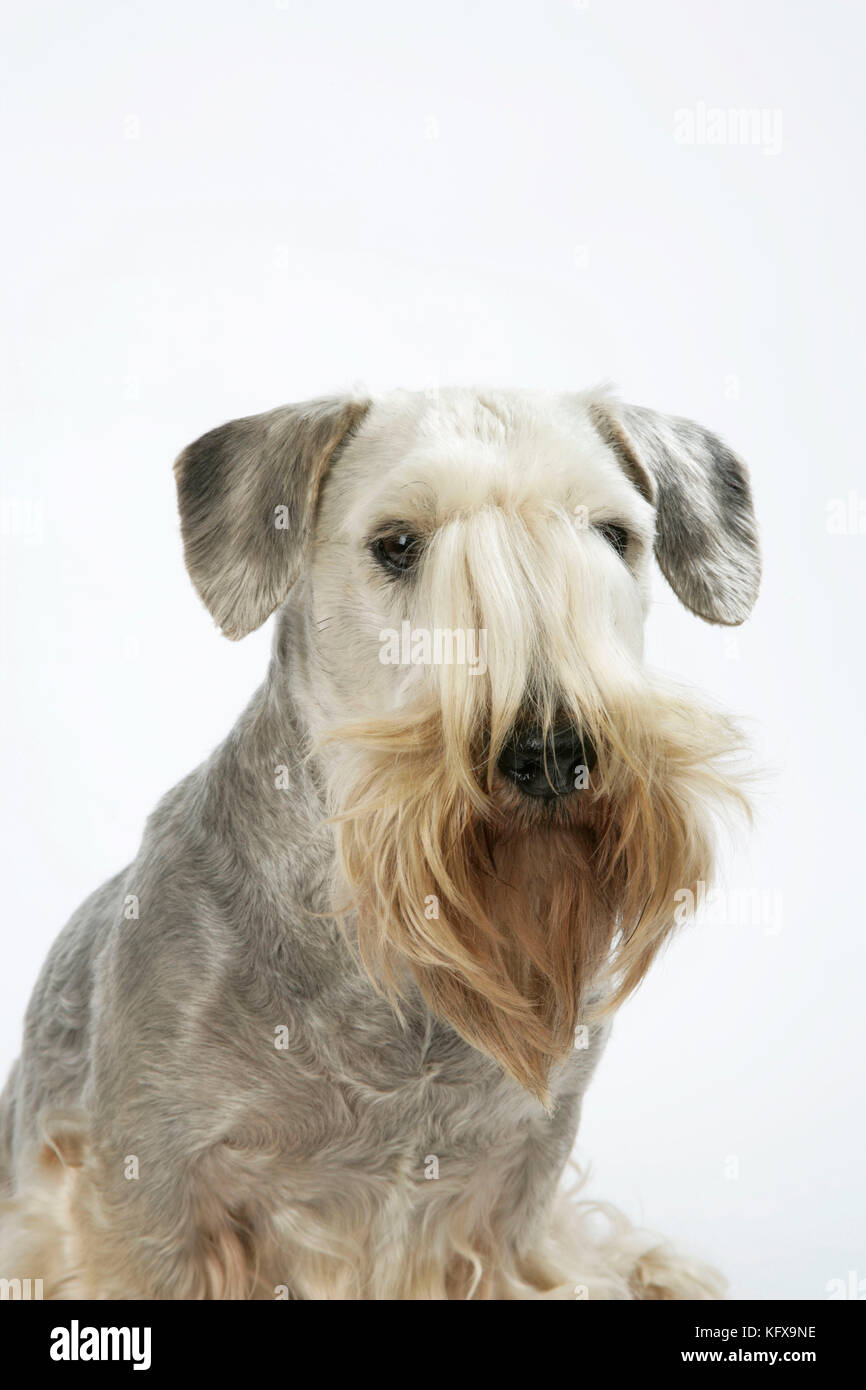 Cesky Terrier Foto Stock