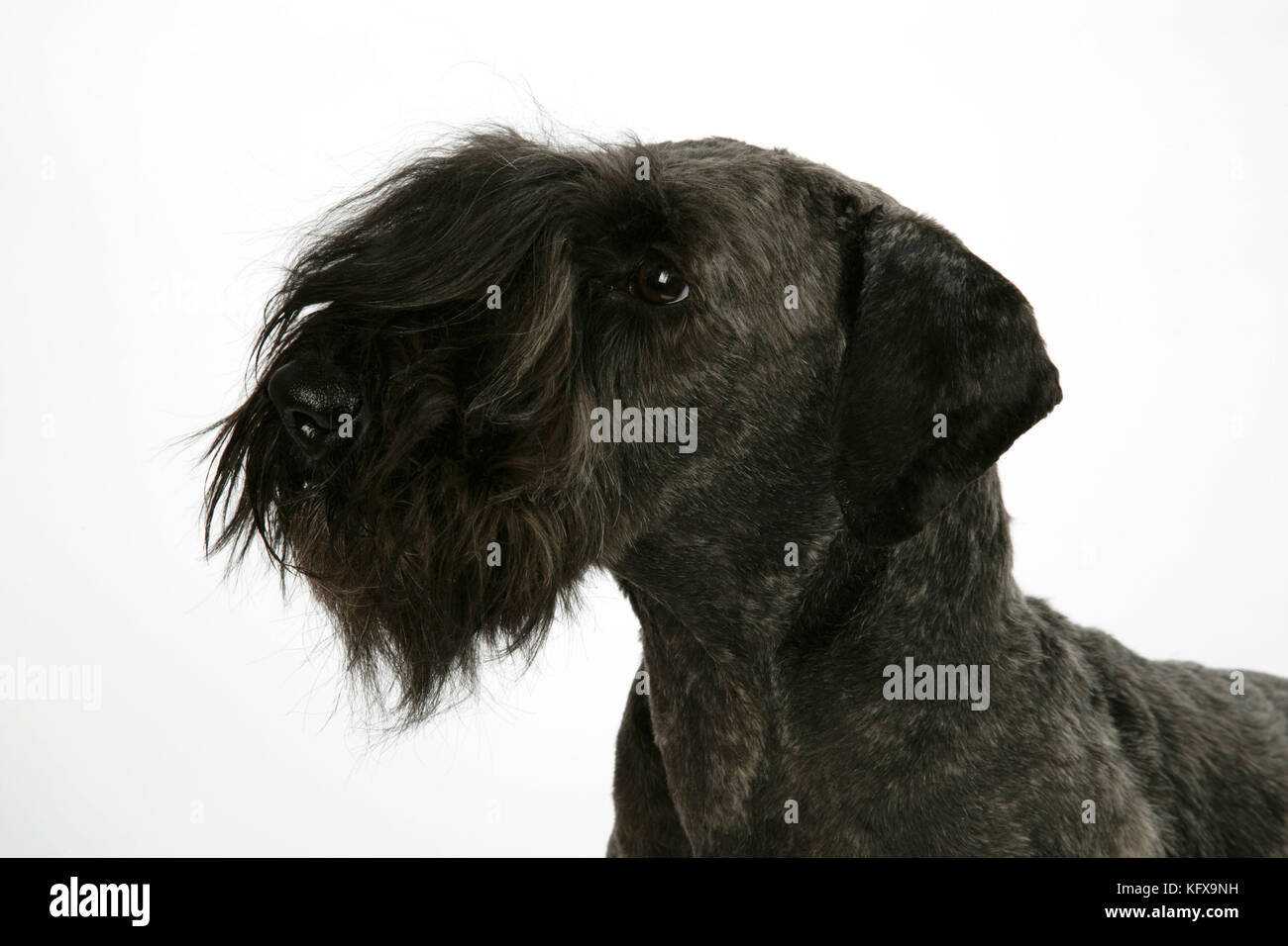 Cesky Terrier Foto Stock
