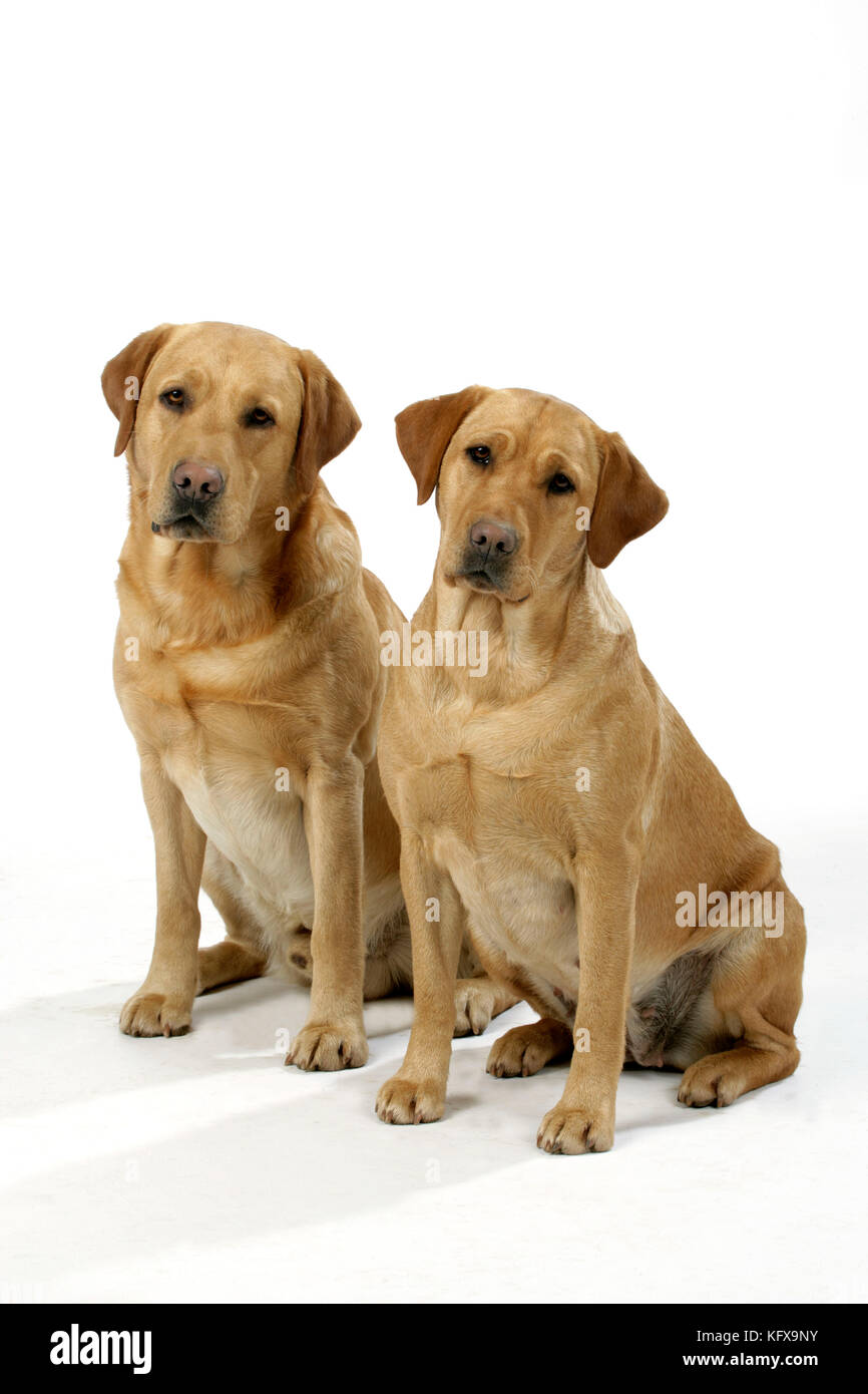Cane - Labradors giallo - maschio e femmina Foto Stock