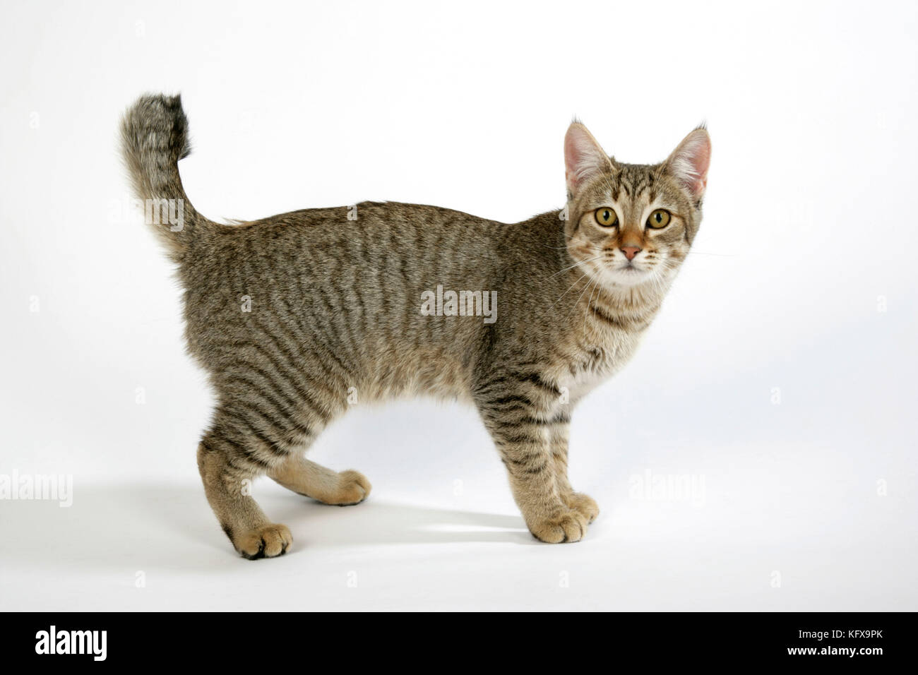 Cat - Pixie-Bob in piedi Foto stock - Alamy