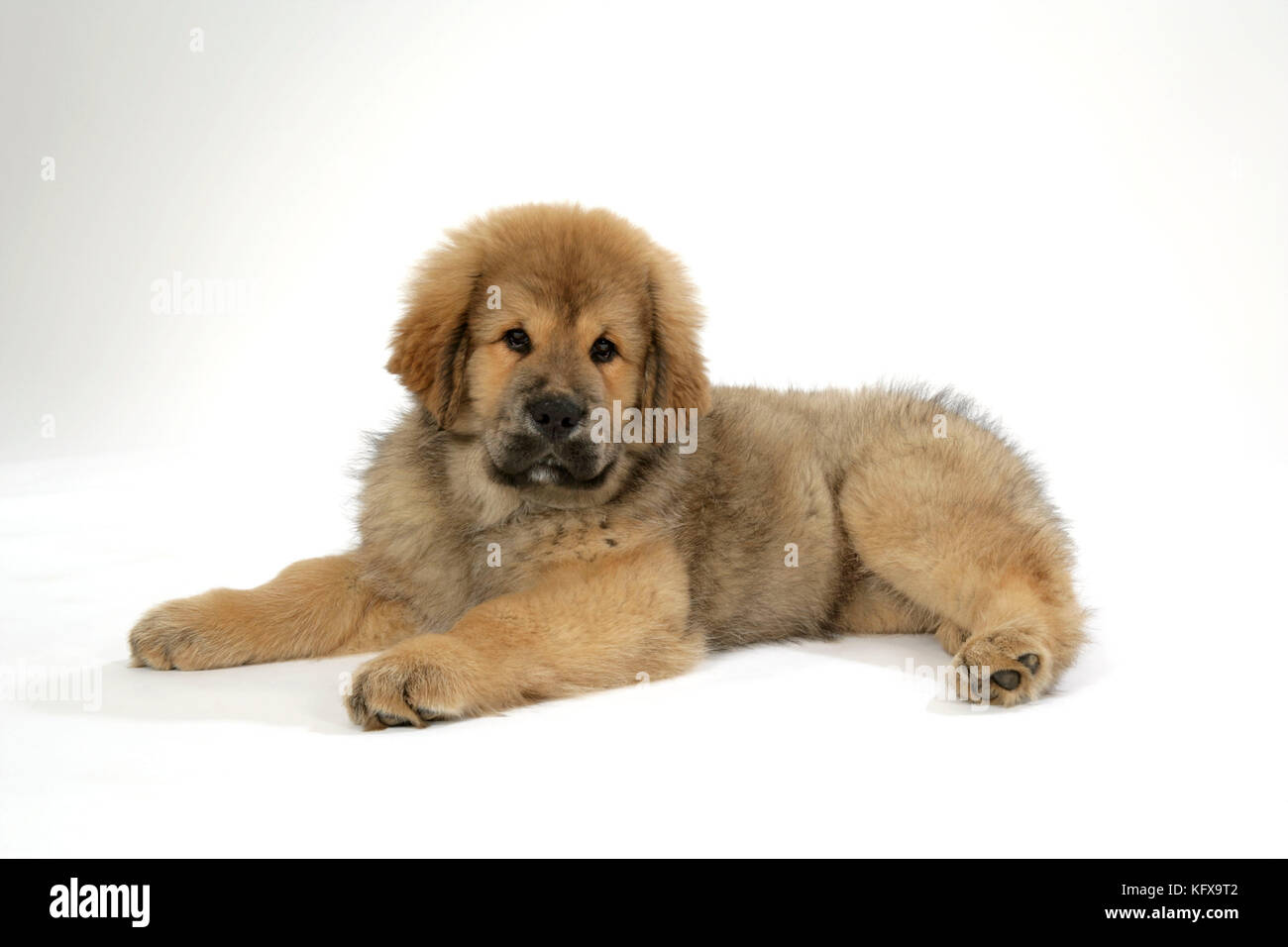Cane - mastiff tibetano cucciolo 10 wks vecchio Foto Stock