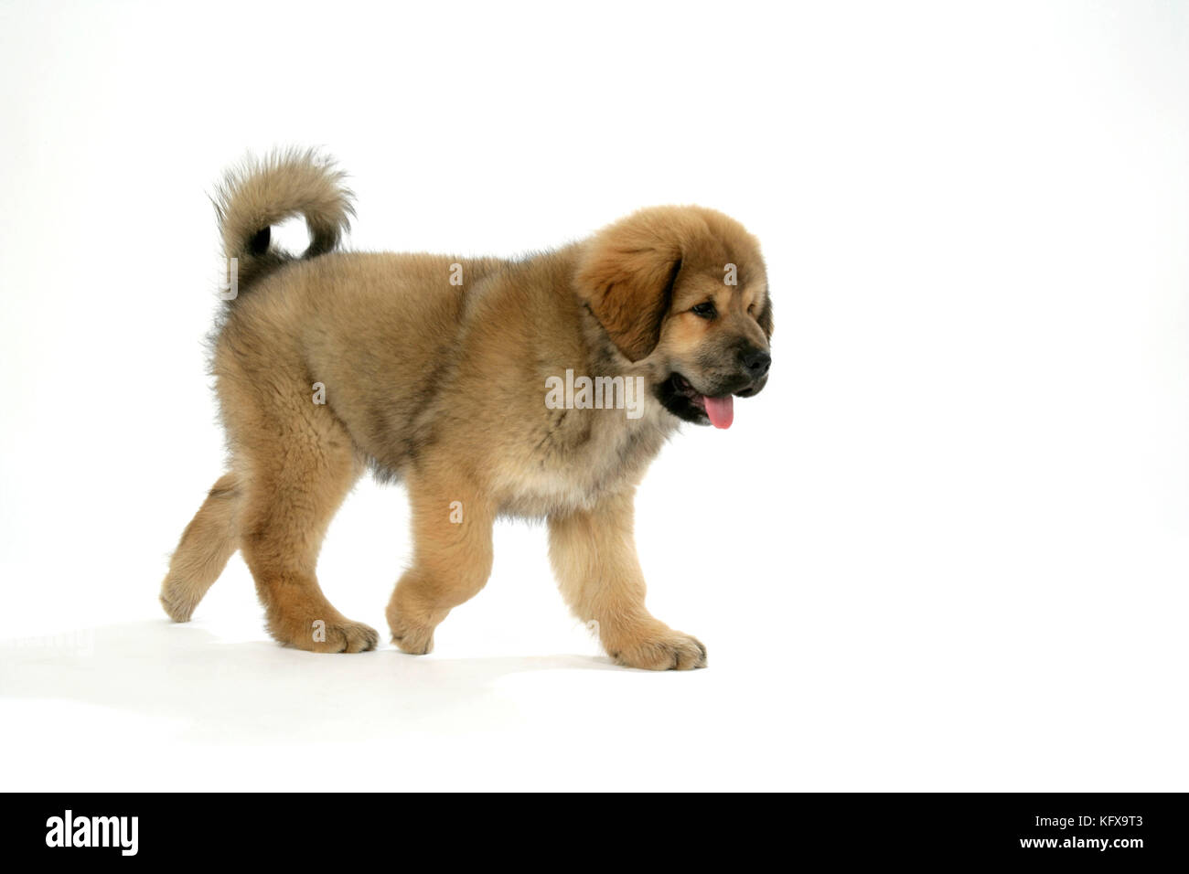 Cane - mastiff tibetano cucciolo 10 wks vecchio Foto Stock