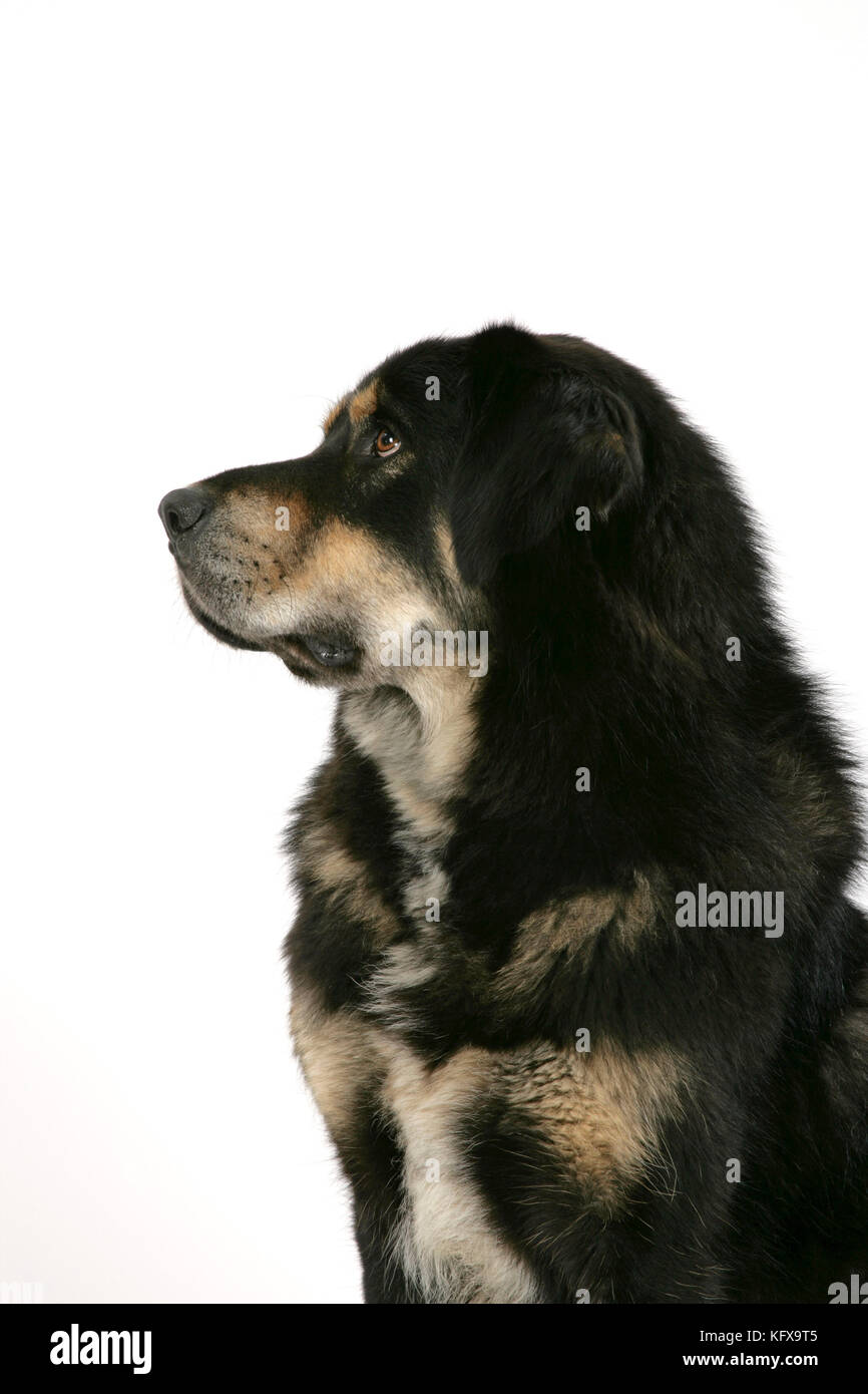 Cane - Mastiff tibetano Foto Stock