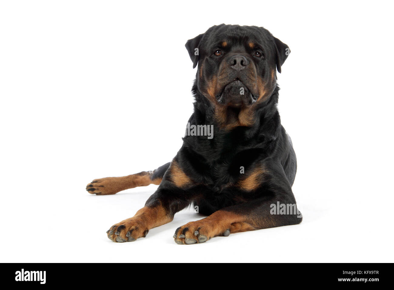 CANE. Rottweiler sdraiato Foto Stock