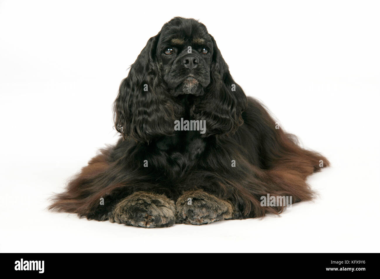 CANE. Nero e tan americano cocker spaniel Foto Stock