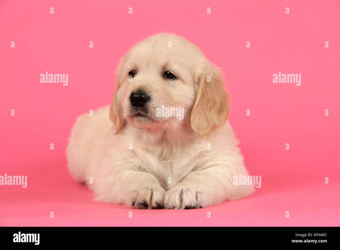 Cane. Cucciolo Golden Retriever (6 settimane) sdraiato Foto Stock