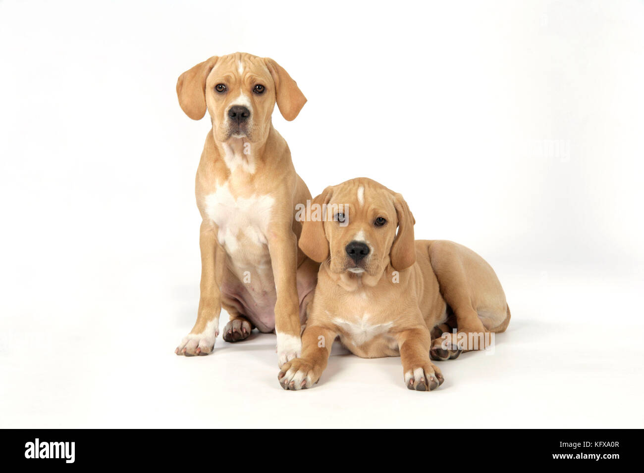 Cane - Perdiguero Portugueso / puntatore portoghese - cuccioli (10 settimane) Foto Stock