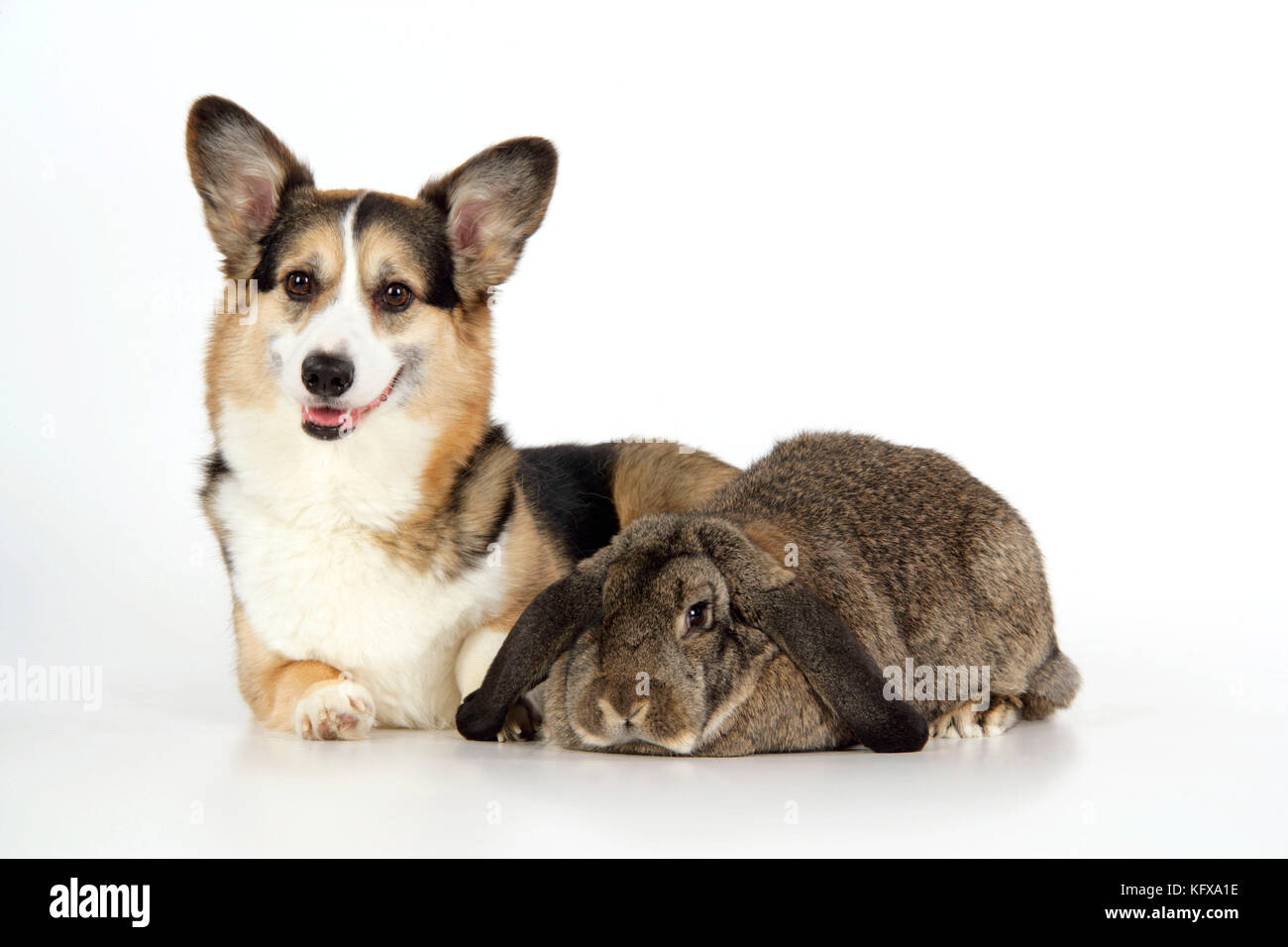 Dog and Rabbit - Pembroke Welsh Corgi e lop francese in studio Foto Stock