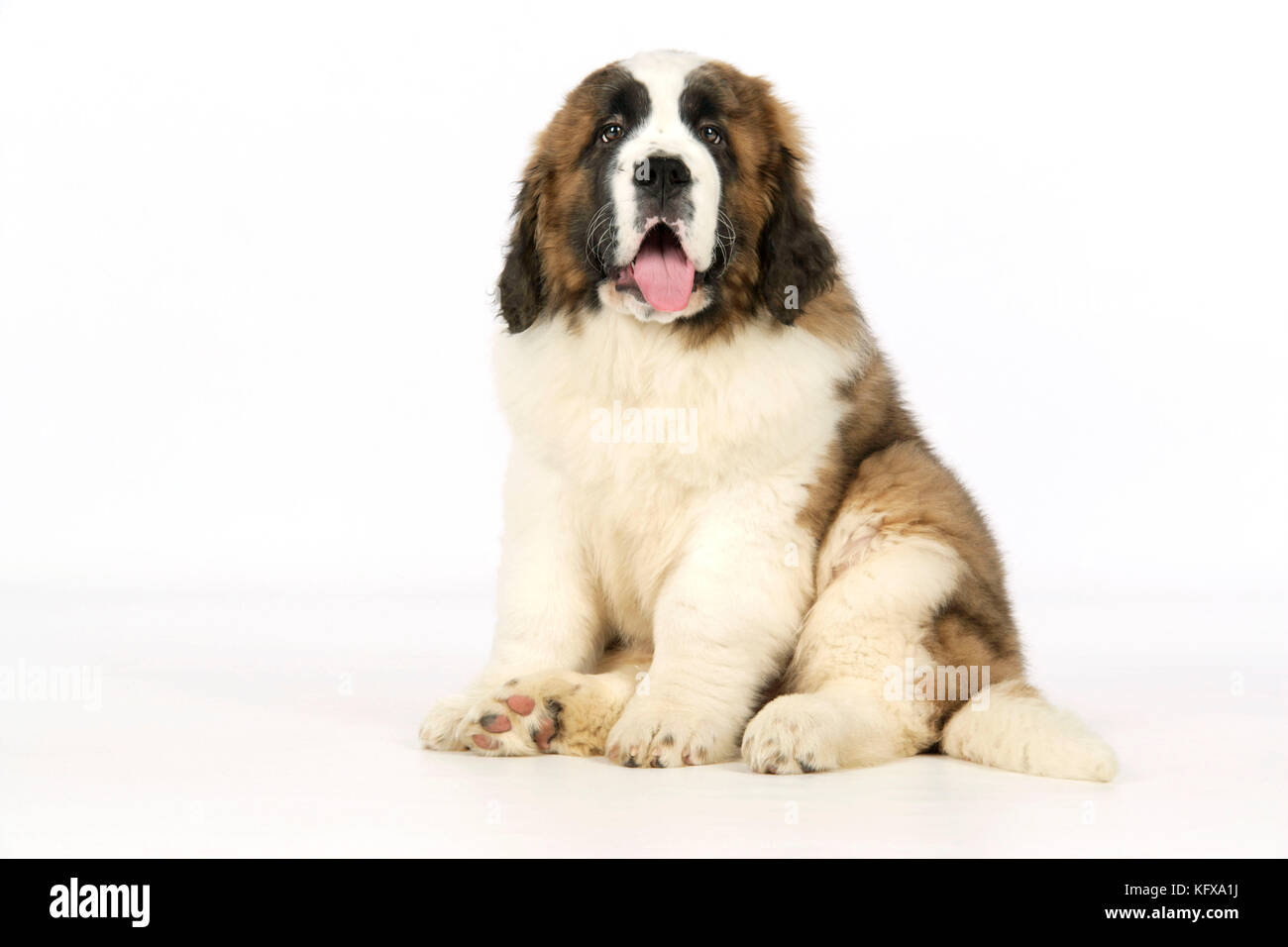 Cane San Bernardo - cucciolo di 14 settimane Foto Stock