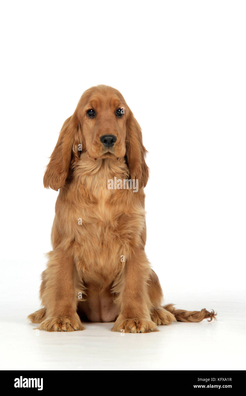 Cocker Spaniel Dog - cucciolo seduto Foto Stock