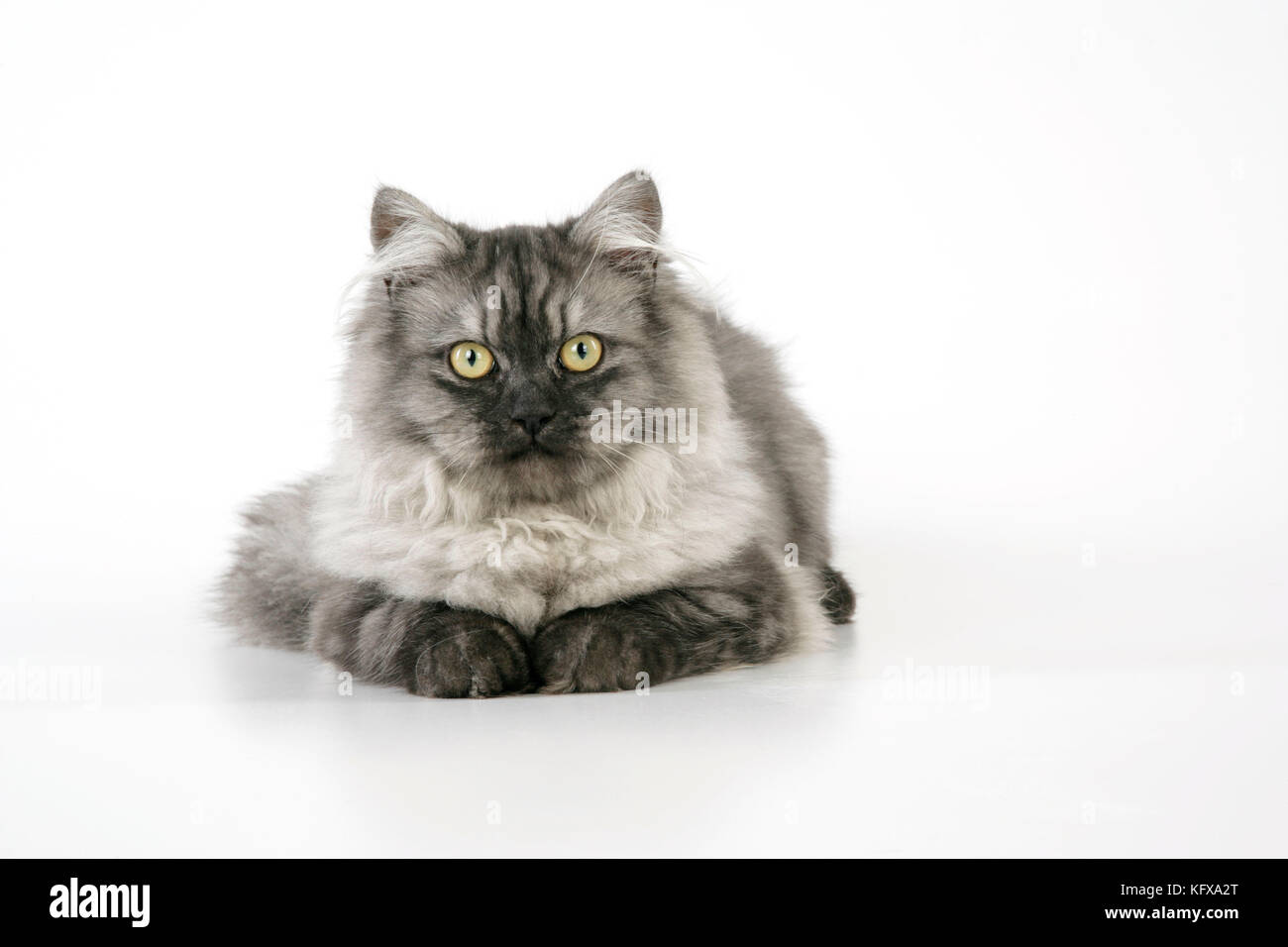 Chinchilla X Persiano argento scuro fumo Cat Foto Stock