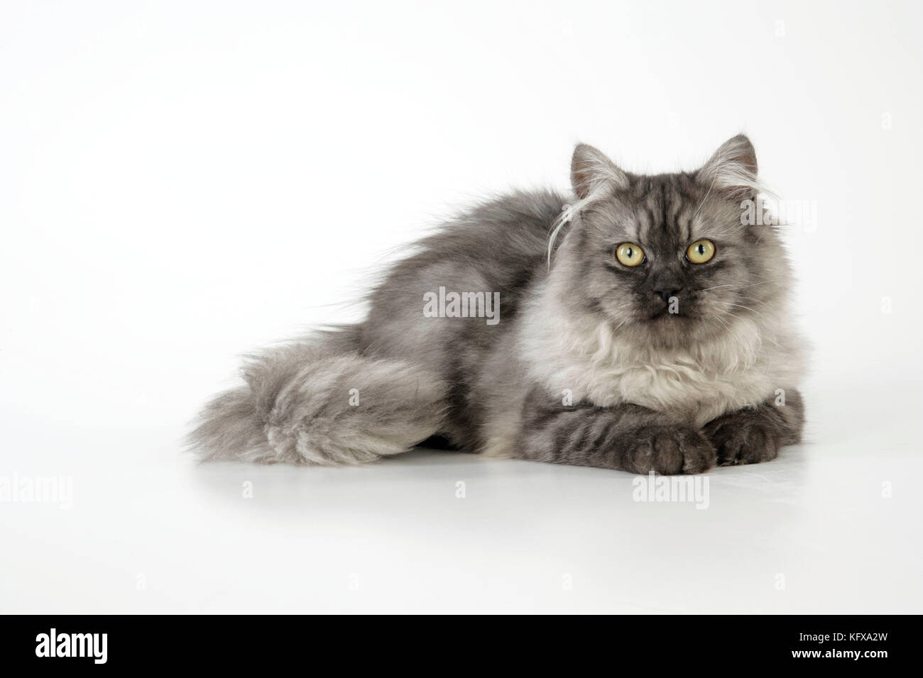Chincilla X persiano - argento scuro fumo Cat Foto Stock