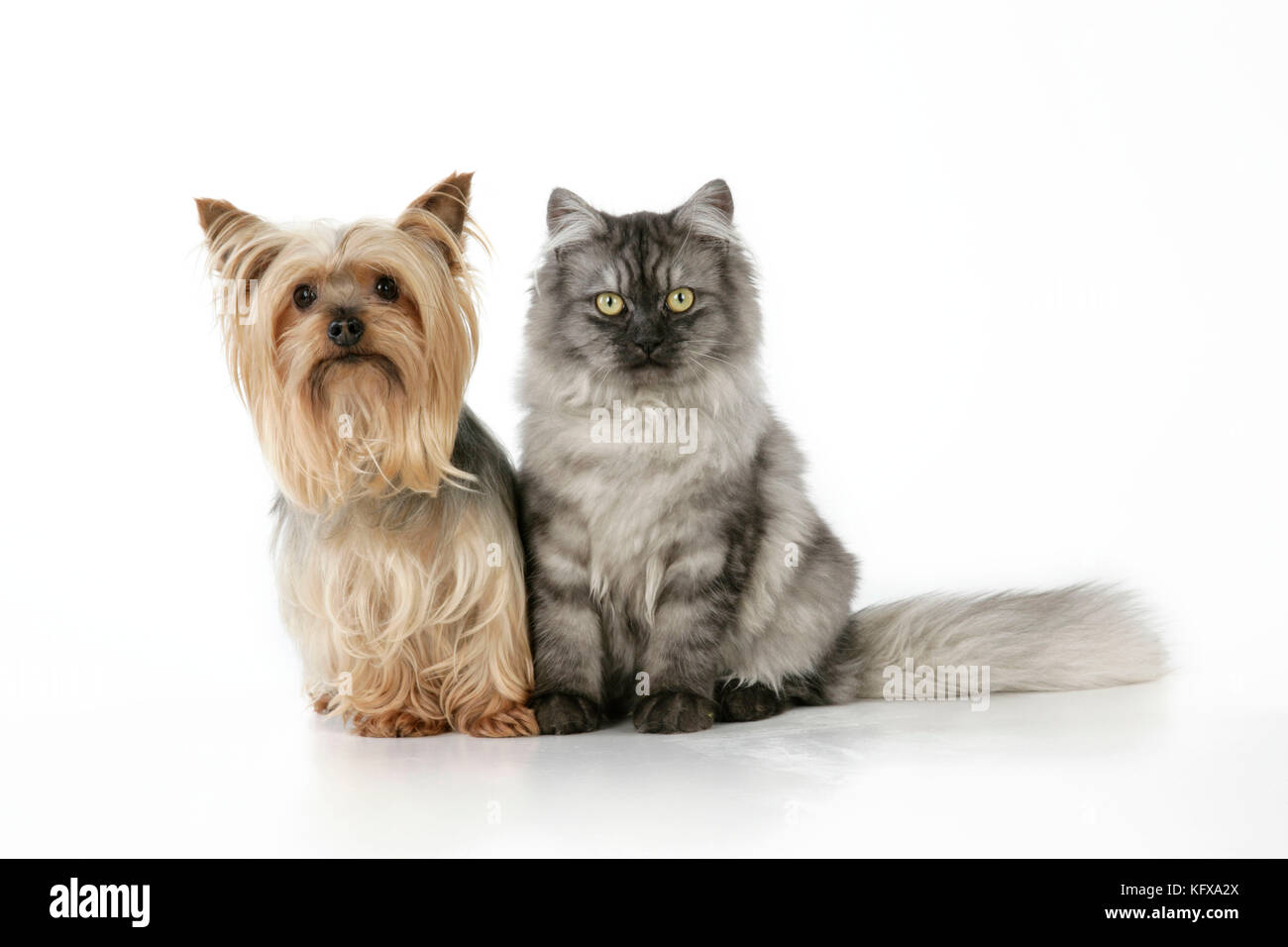 Gatto e cane - Chincilla X persiano. Fumo di argento scuro con un cane Yorkshire Terrier Foto Stock