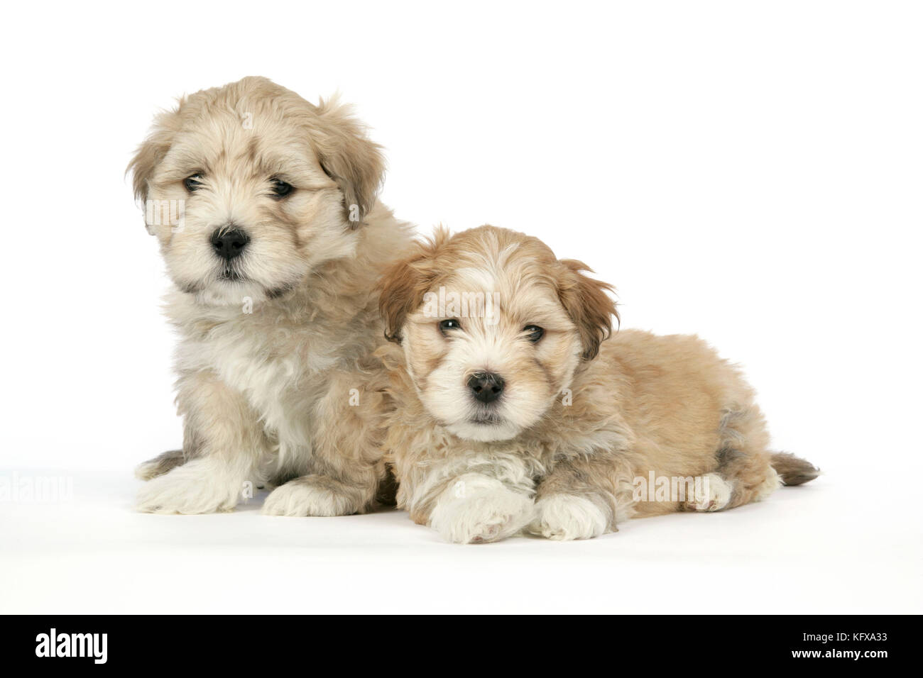 Cane - 7 settimane di Lhasa Apso croce Shih Tzu cuccioli Foto Stock