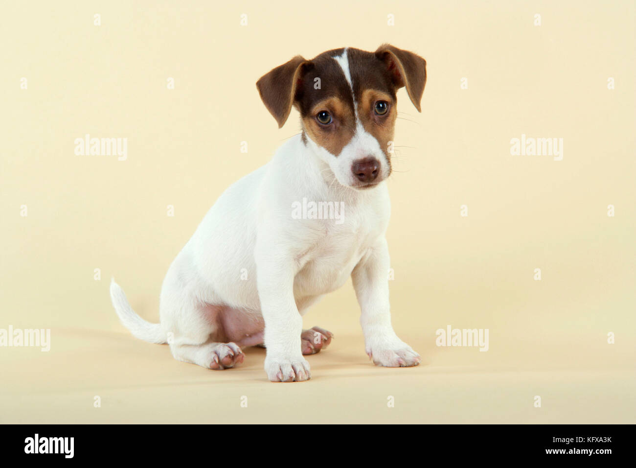 Cane - Jack Russell Terrier cucciolo Foto Stock