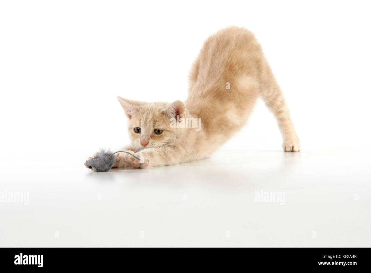 CAT. gattino da tabby crema giocando con un mouse giocattolo Foto Stock
