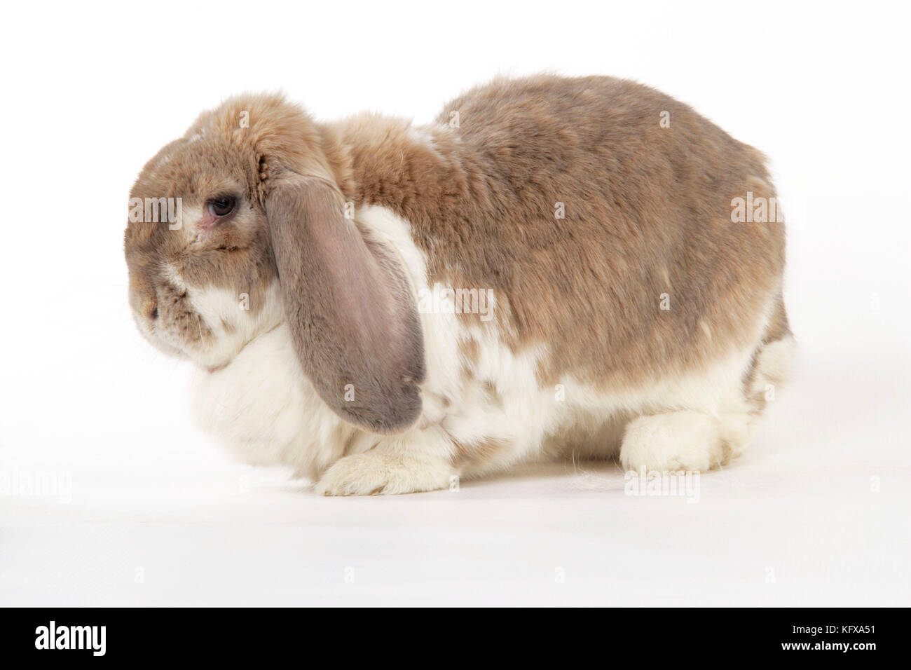Coniglio. Coniglio lop francese gigante Foto Stock