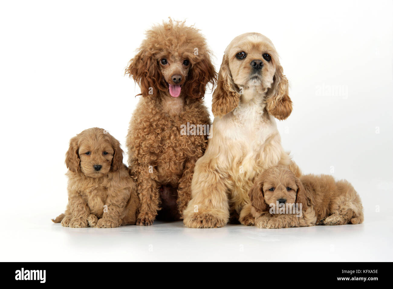 Cane. Cuccioli di Cockerpoo (7 settimane) con i genitori Foto Stock
