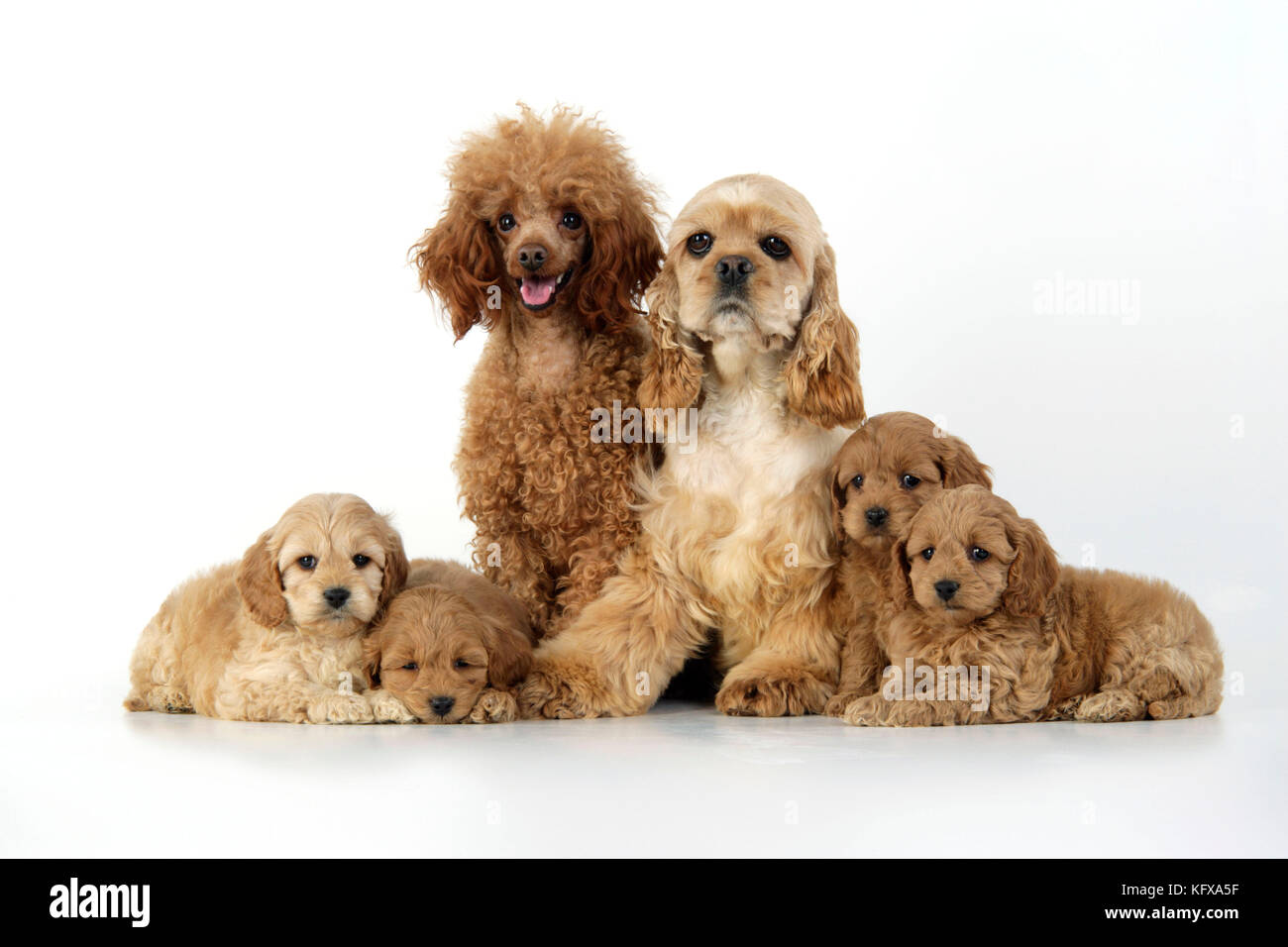 Cane. Cuccioli di Cockerpoo (7 settimane) con i genitori Foto Stock