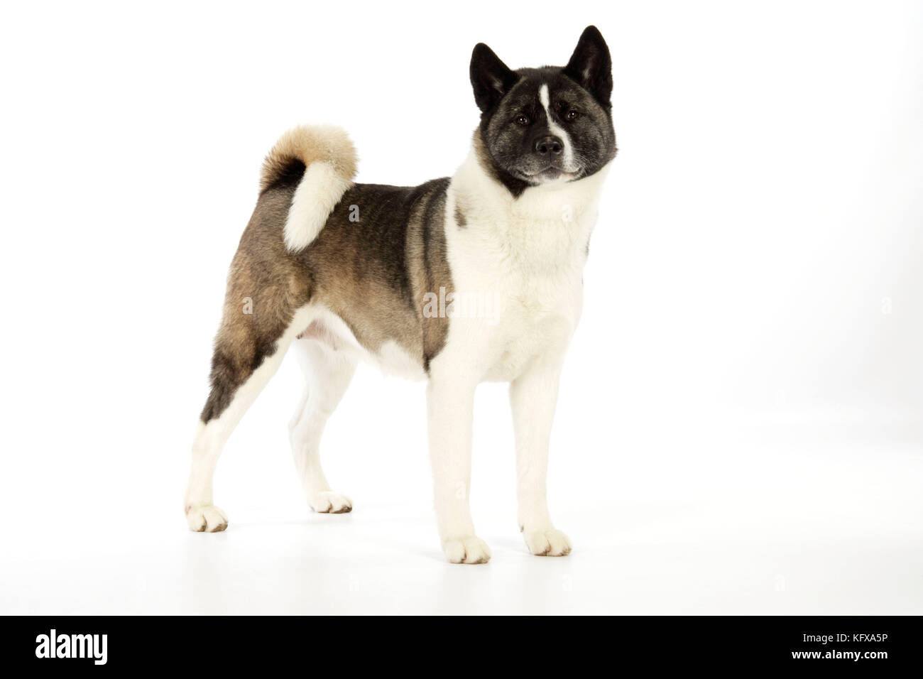 Cane. Akita Foto Stock
