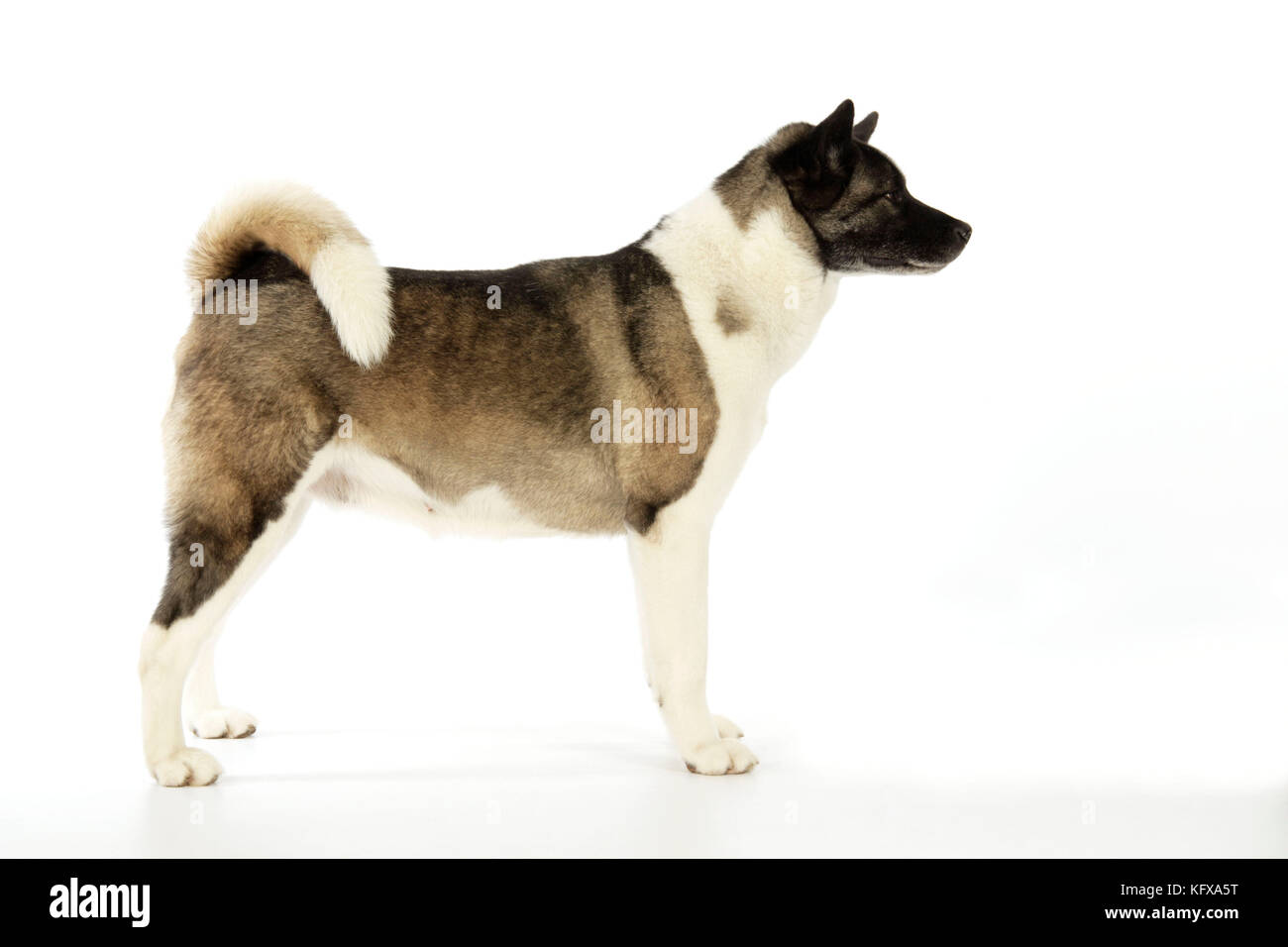 Cane. Akita Foto Stock