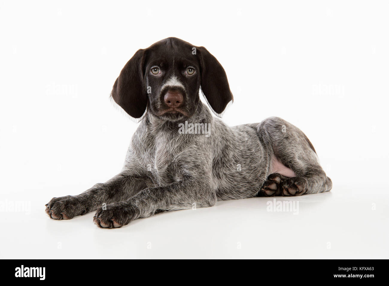 Tedesco filo-capelli puntatore cane - cucciolo (8 settimane). Conosciuto anche come Deutscher Drahthaariger Vorstehhund. Foto Stock